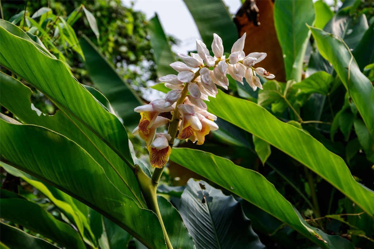 春天里那个百花香