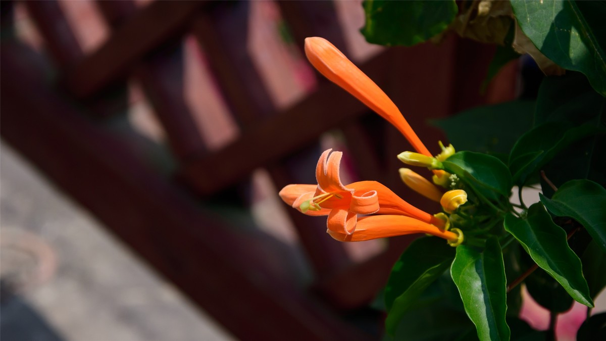 春天里那个百花香