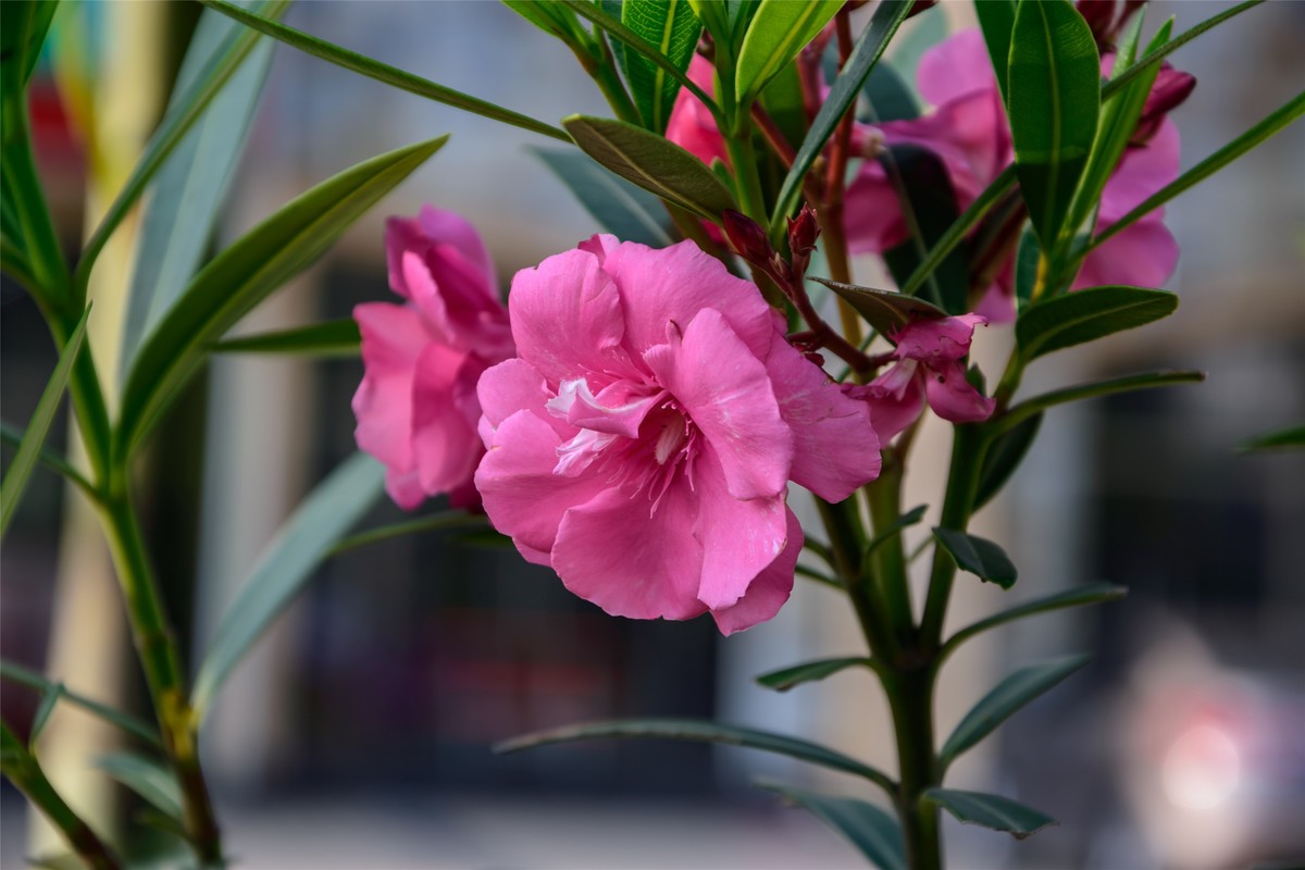 春天里那个百花香