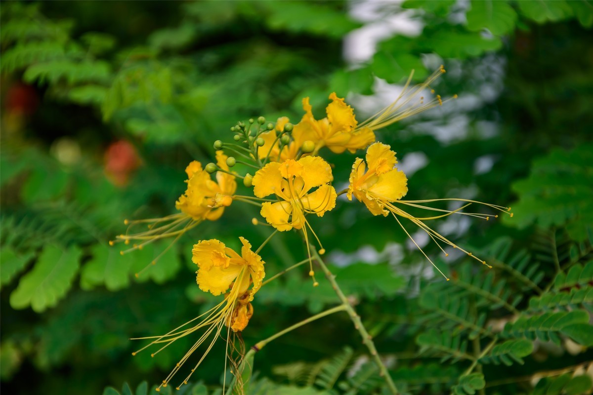 春天里那个百花香