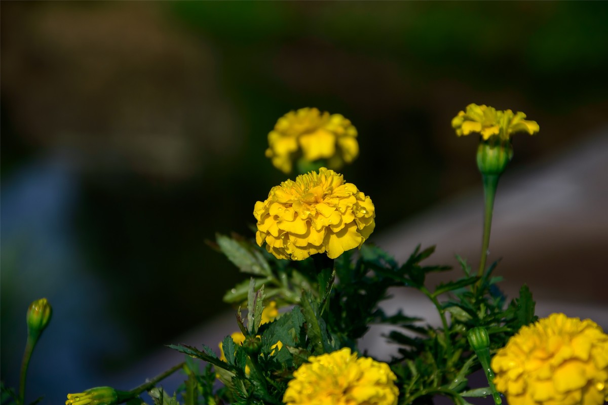 春天里那个百花香