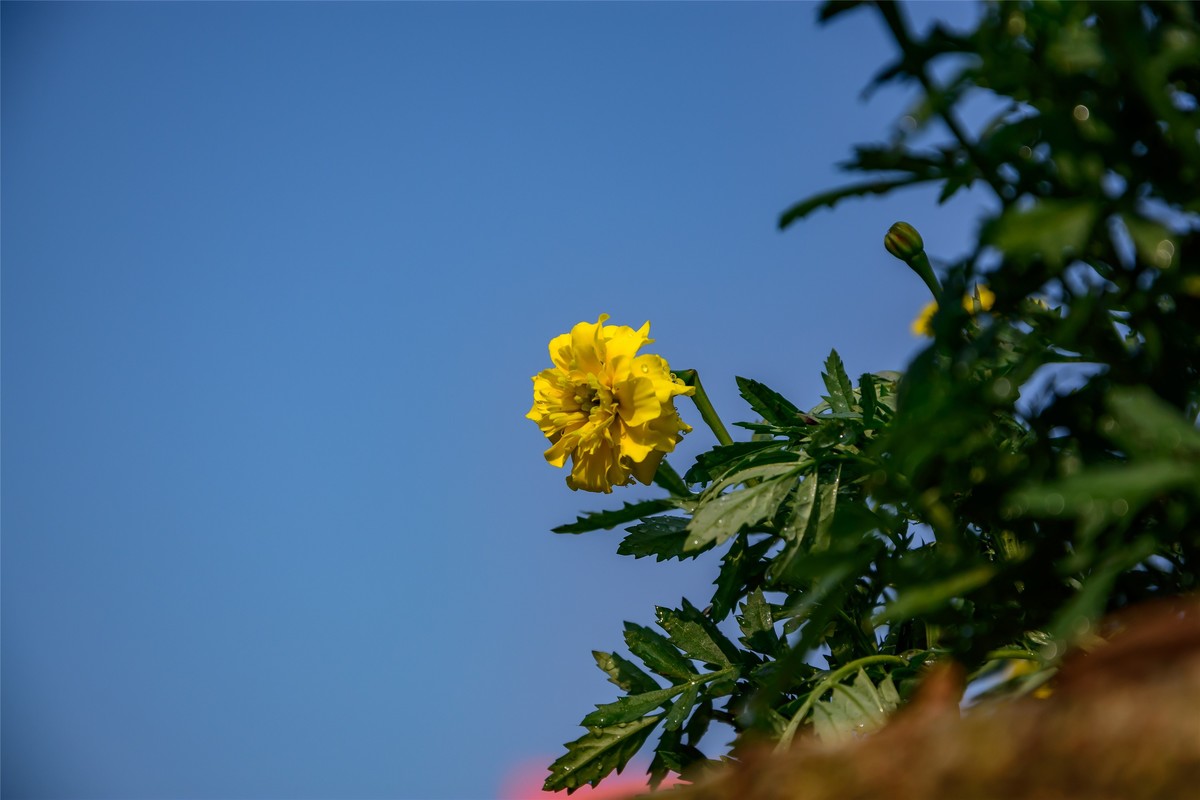 春天里那个百花香