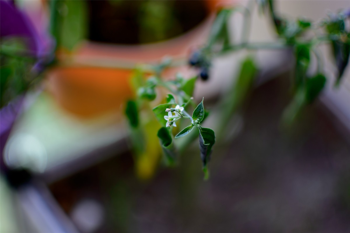 春天里那个百花香