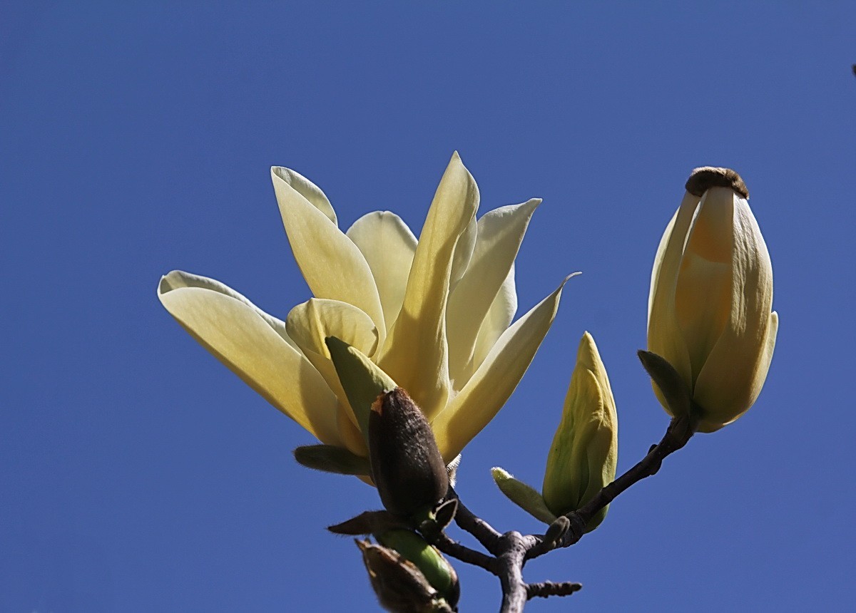 关东百花园126光彩夺目金玉兰