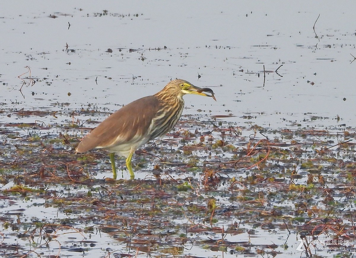 这相机还是挺好的   远近通吃