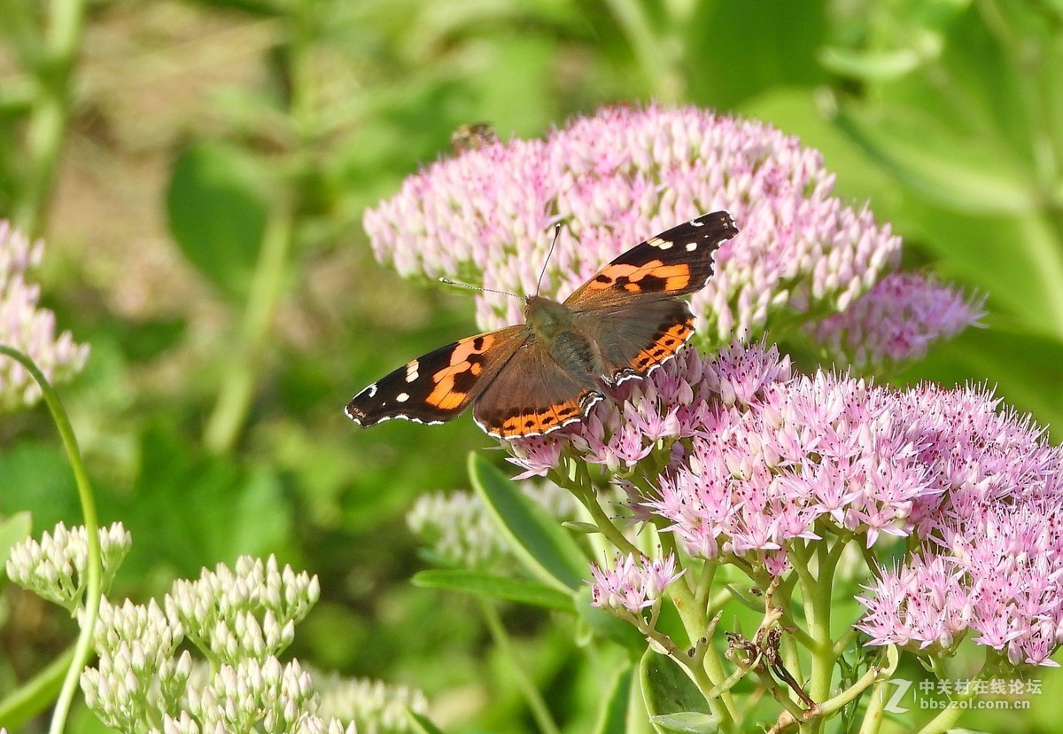这相机还是挺好的   远近通吃