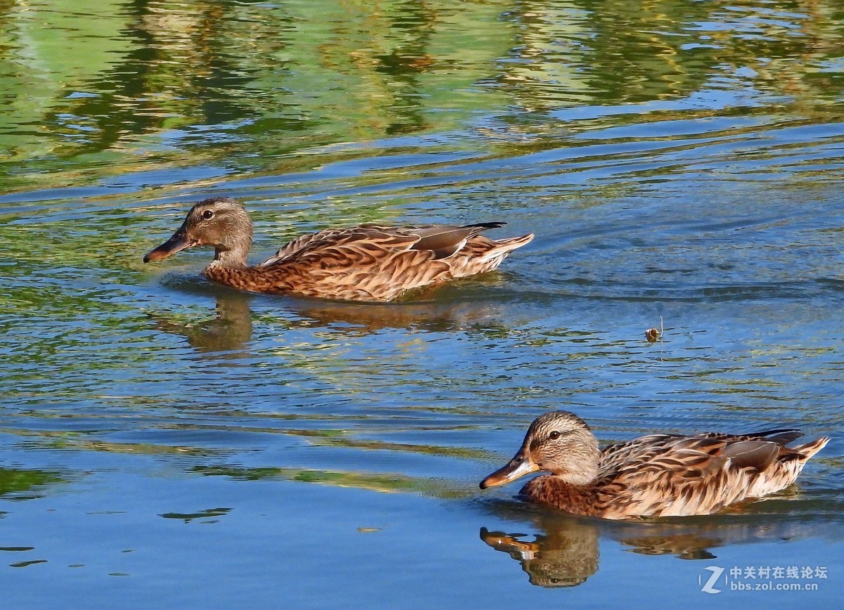 这相机还是挺好的   远近通吃