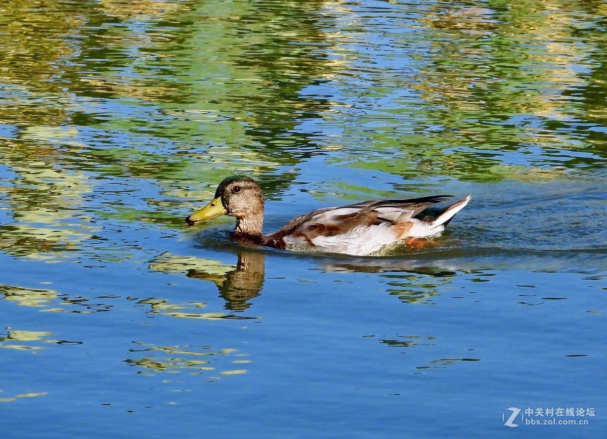 这相机还是挺好的   远近通吃