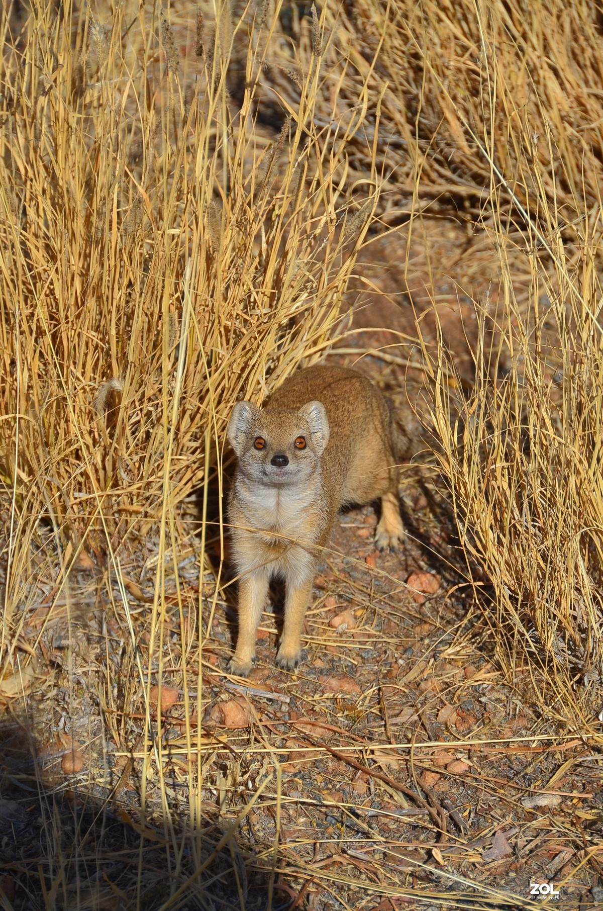 黄鼠狼-中关村在线摄影论坛
