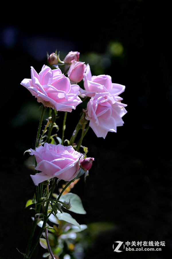 #版主坐堂# 小五星空(中国)九月精品荟萃