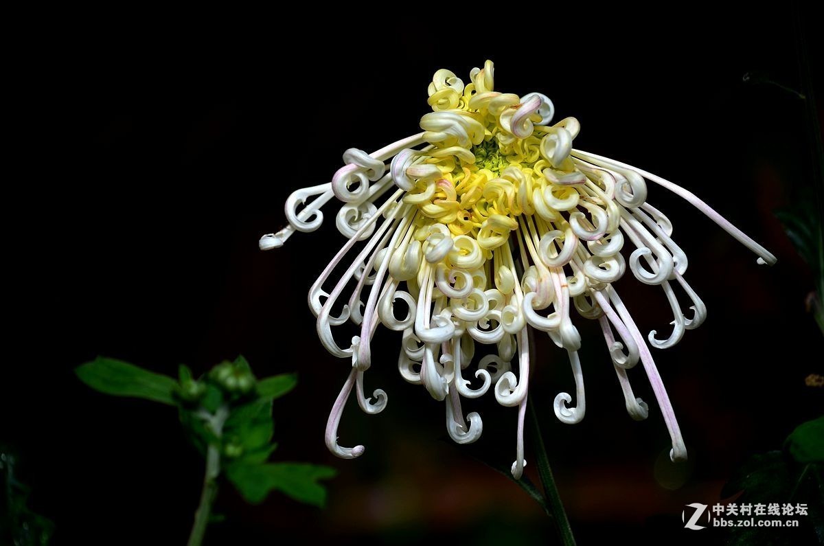 #版主坐堂# 小五星空(中国)九月精品荟萃