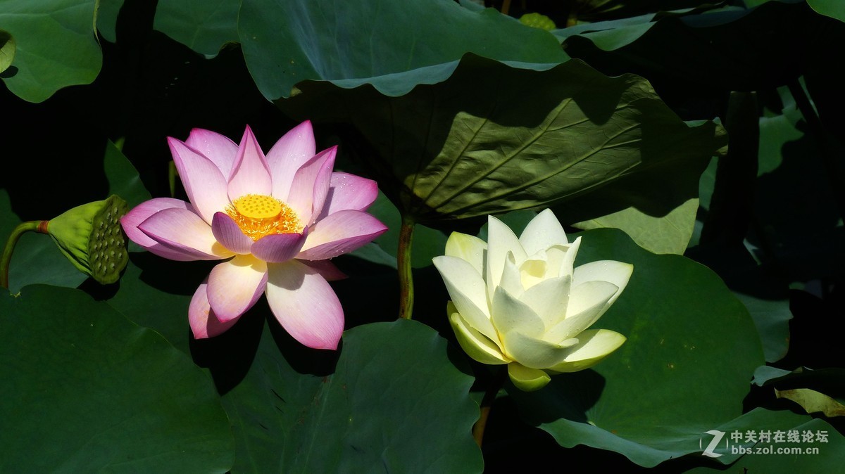 #版主坐堂# 小五星空(中国)九月精品荟萃