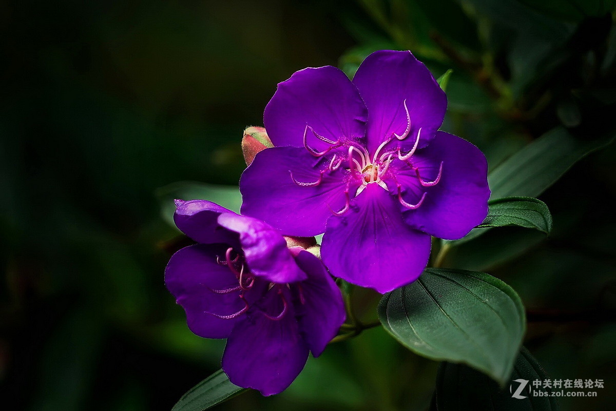 FE24-240mmF3.5-6.3镜头配A7R2拍的片-中关村在线摄影论坛