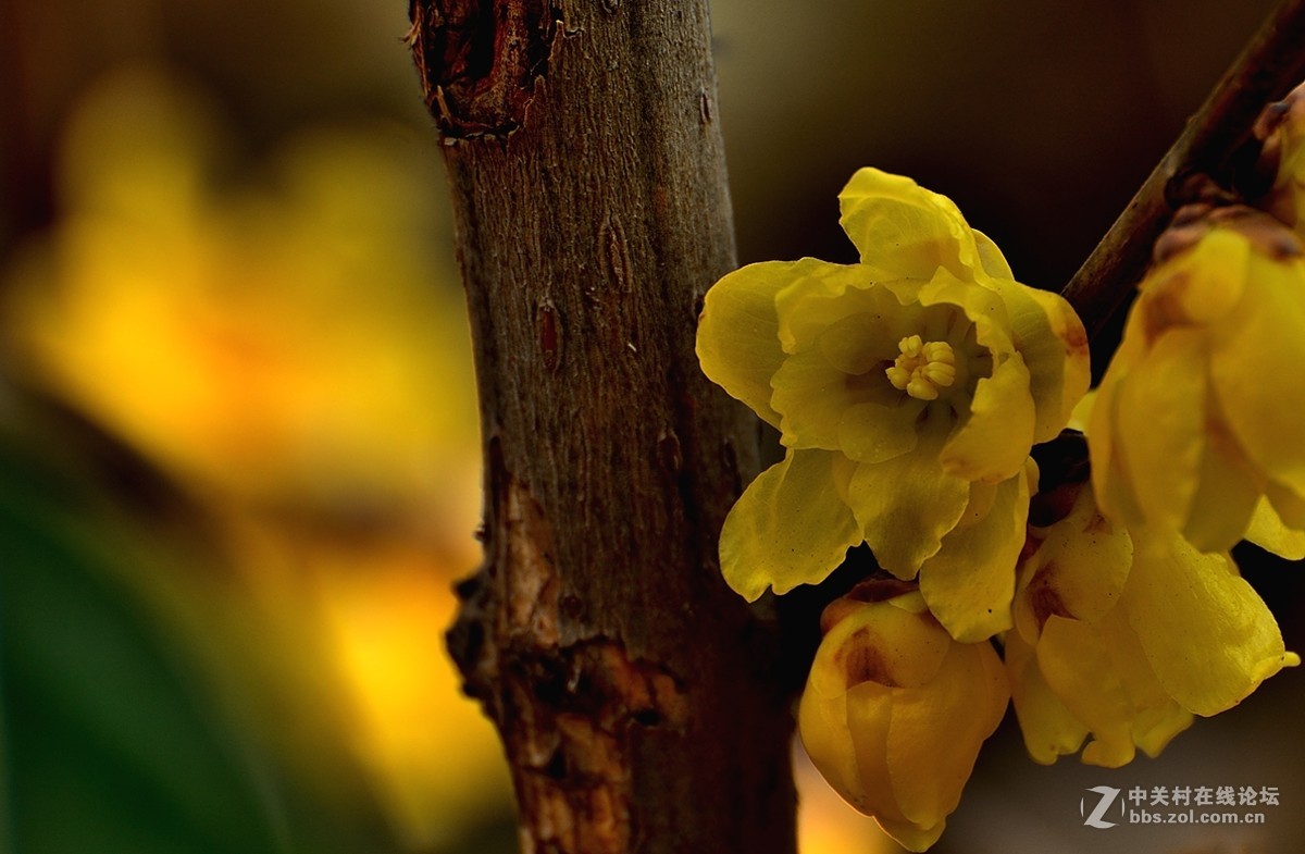 一组花卉（腊梅）二