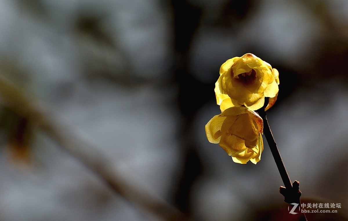 一组花卉（腊梅）二