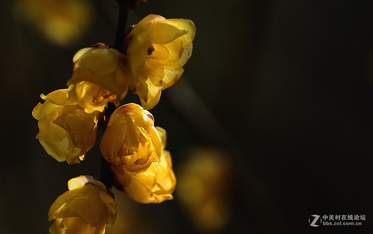 一组花卉（腊梅）二