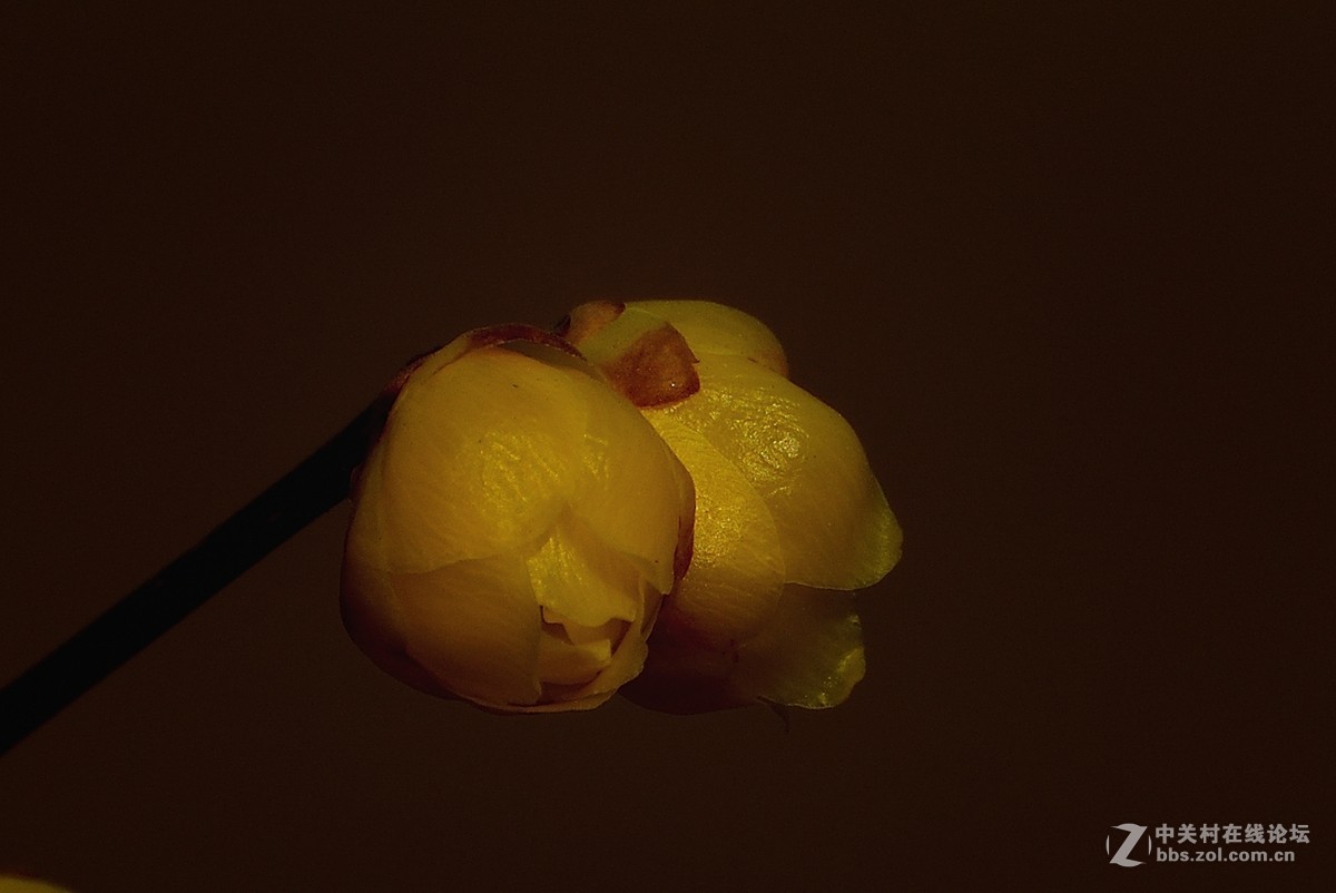 一组花卉（腊梅）二