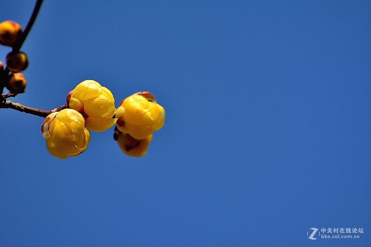 一组花卉（腊梅）二