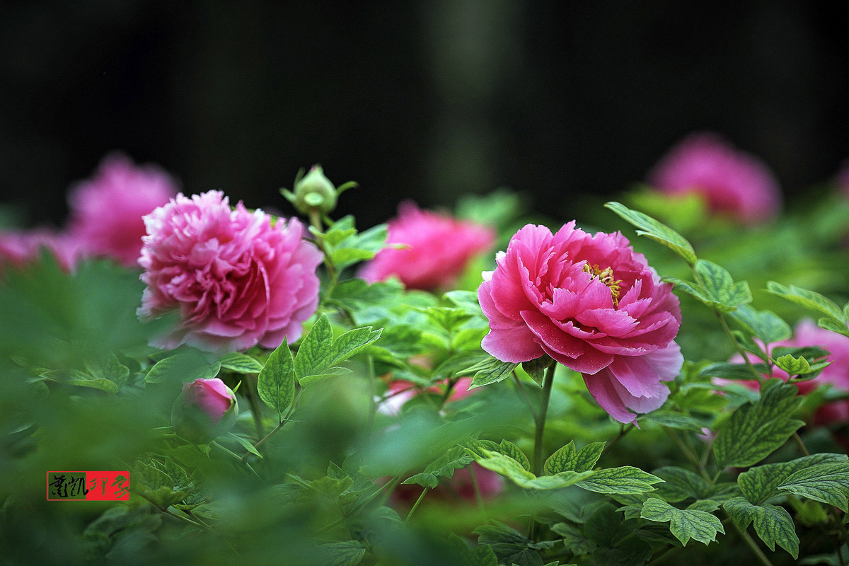 啊牡丹百花丛中最鲜艳
