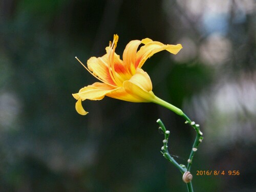 漂亮的小花（再发2）