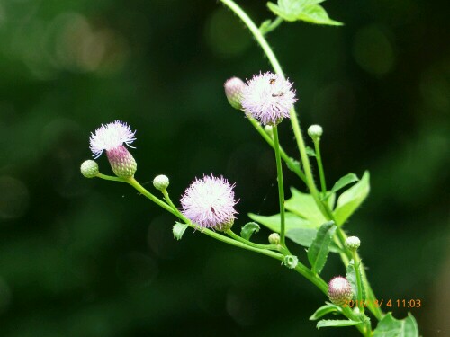 漂亮的小花（再发2）