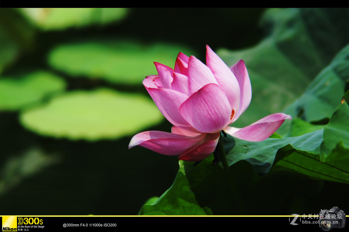 300mmF4宾得手动镜头拍荷花