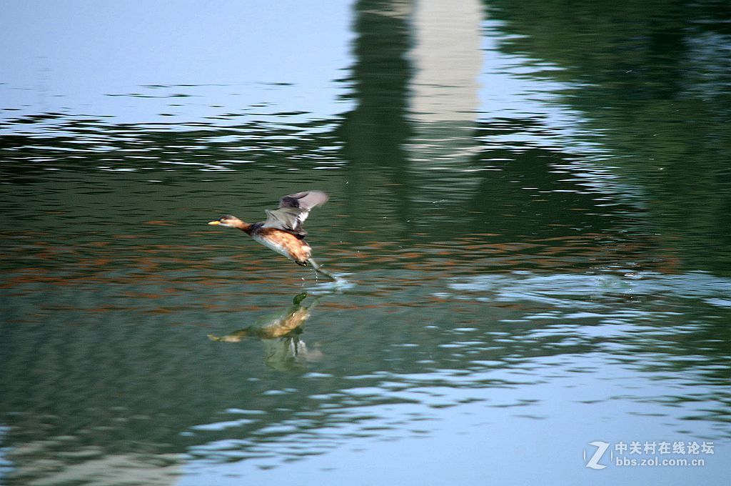 小水鸟