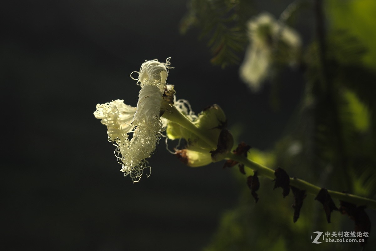 路边小花一组（续）。