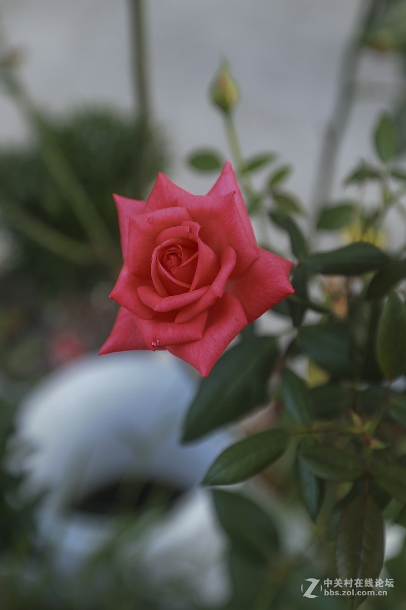 路边小花一组（续）。