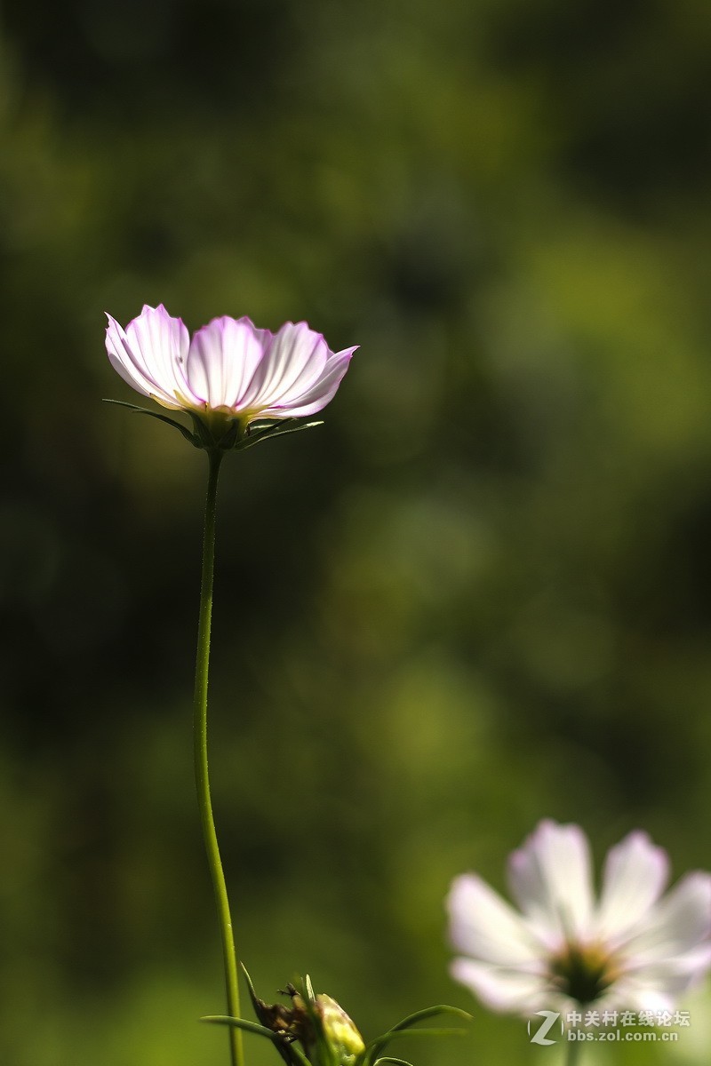 路边小花一组（续）。