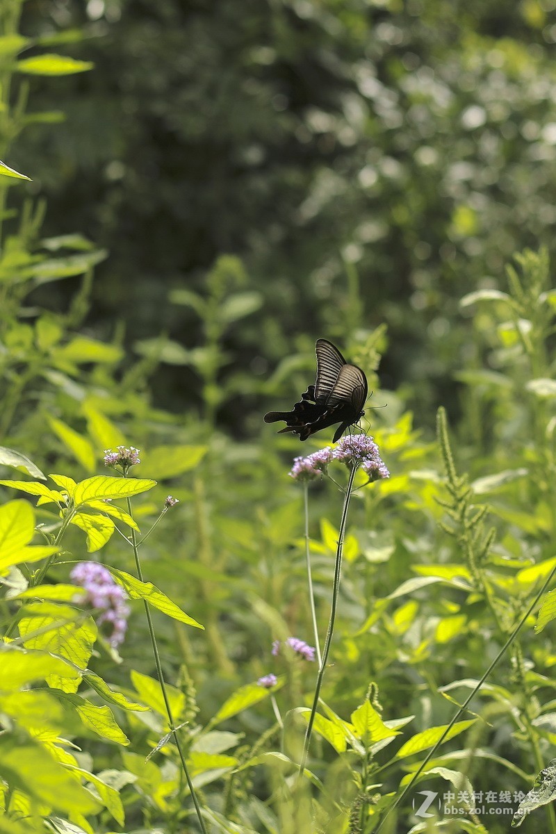 路边小花一组（续）。