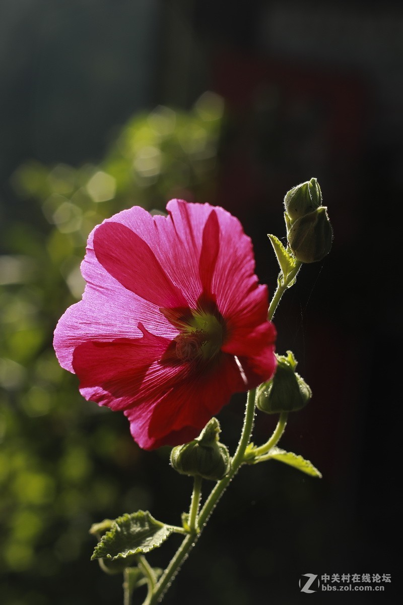 路边小花一组（续）。