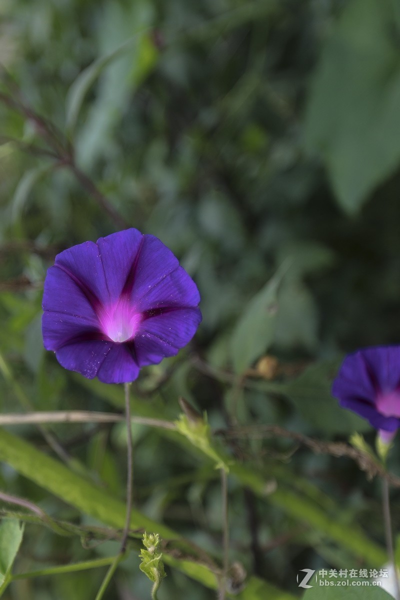 路边小花一组（续）。
