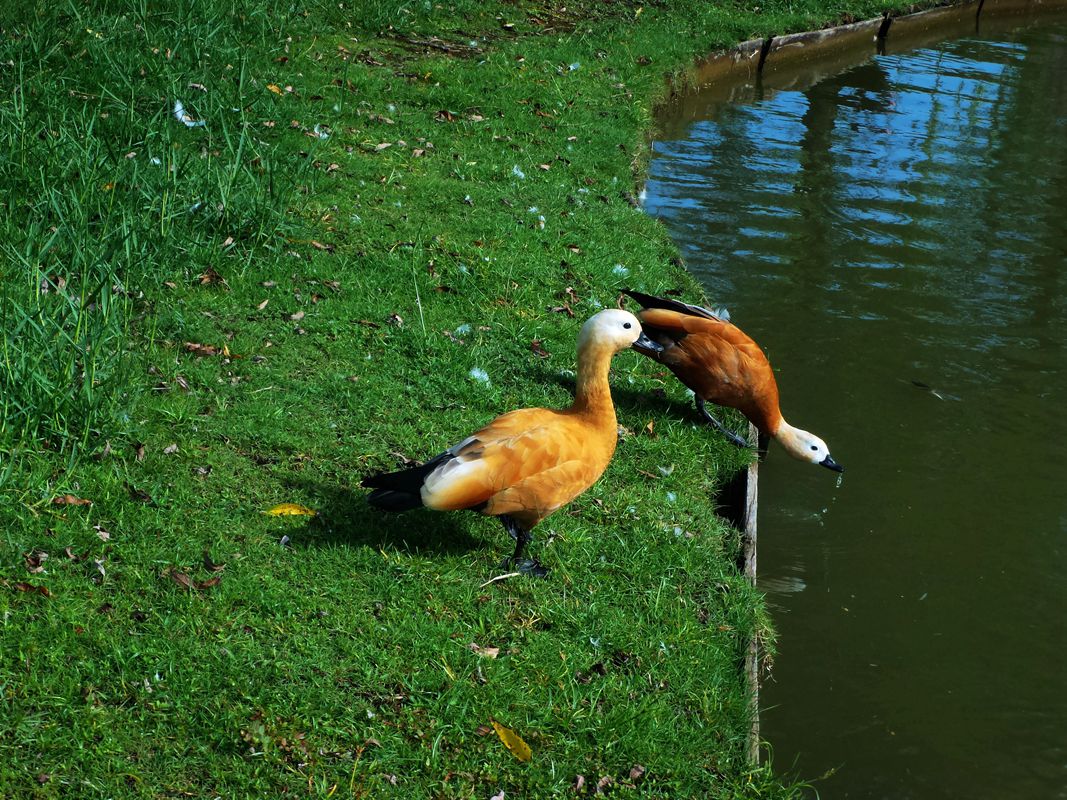 最后的华硕影像
