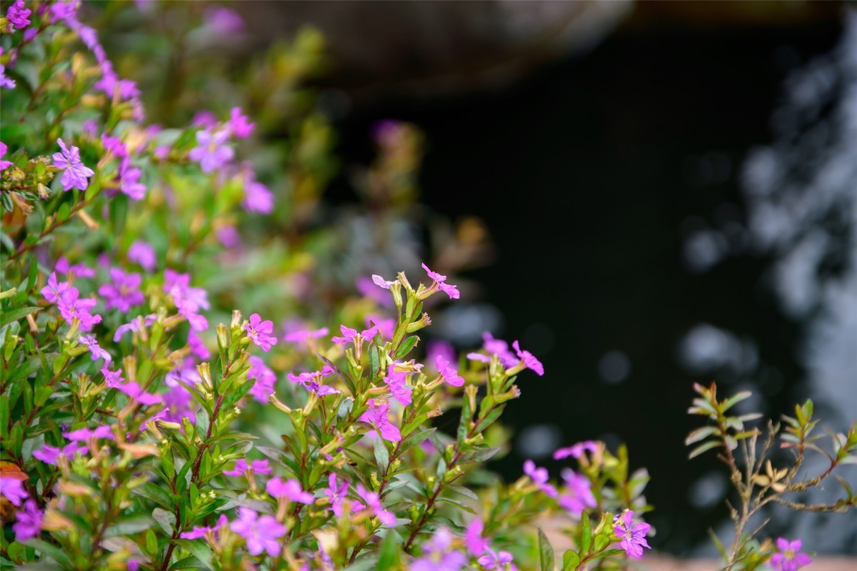 春天里那个百花香