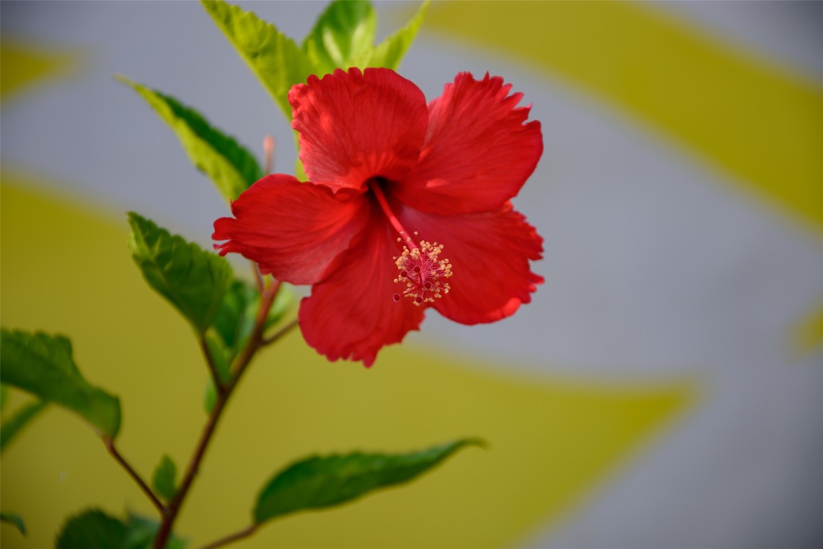 春天里那个百花香