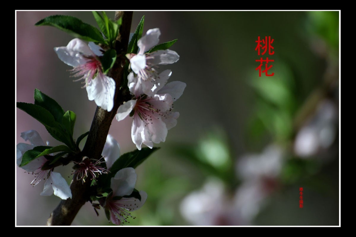 又闻桃花香
