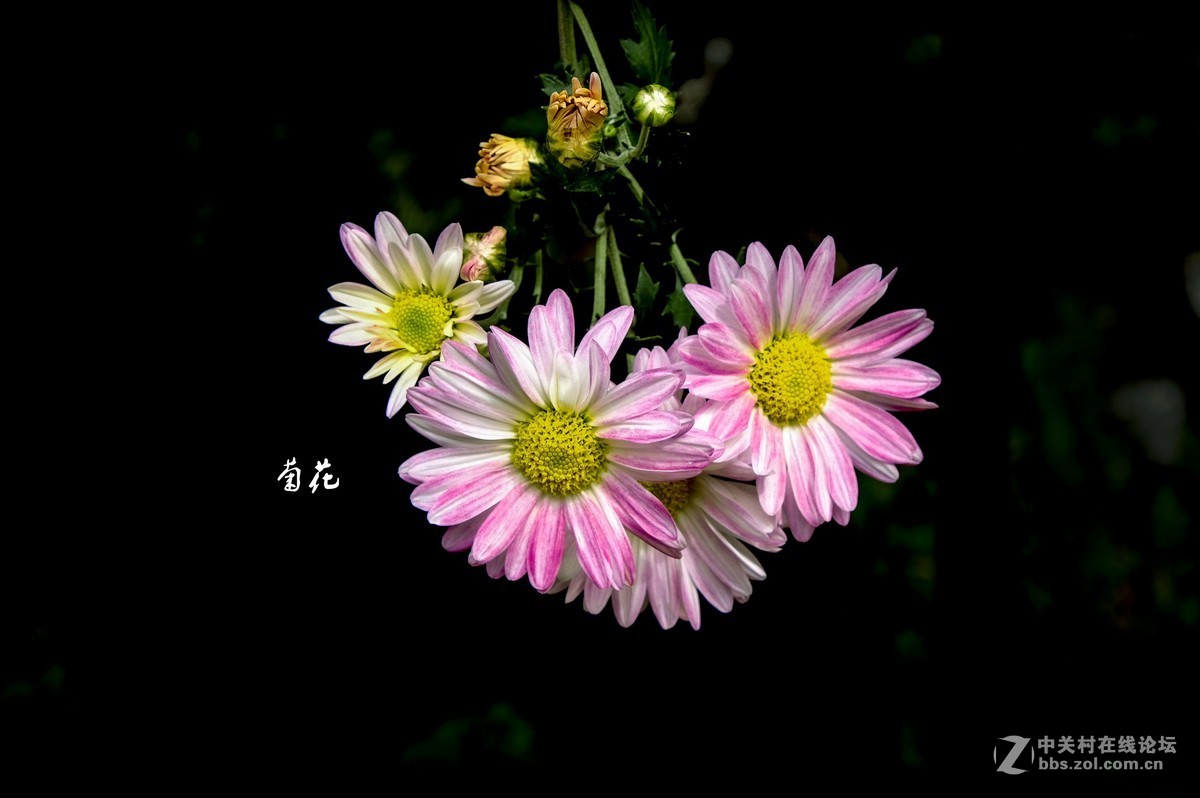 菊花韵随拍