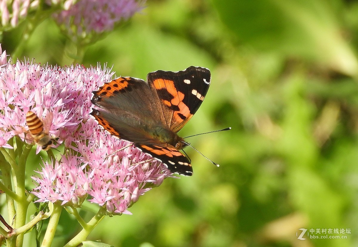 这相机还是挺好的   远近通吃