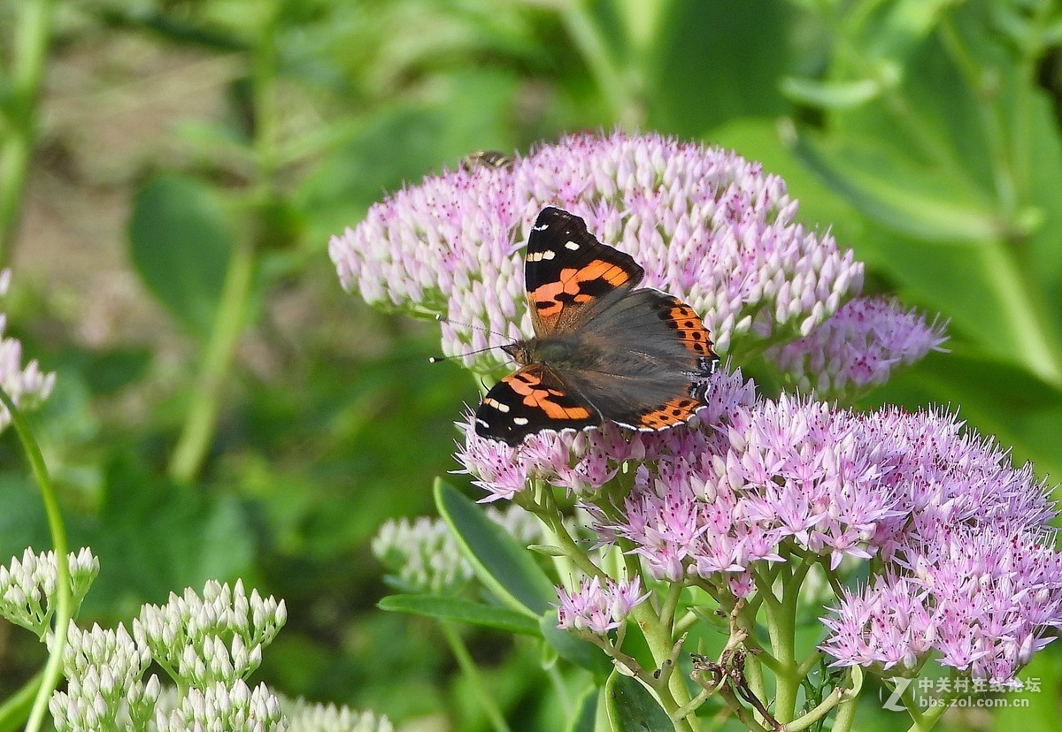 这相机还是挺好的   远近通吃