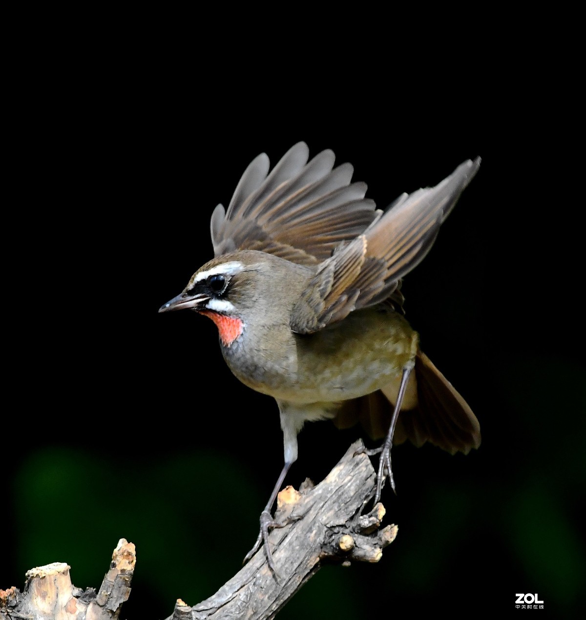 #回顾2019# 红喉歌鸲