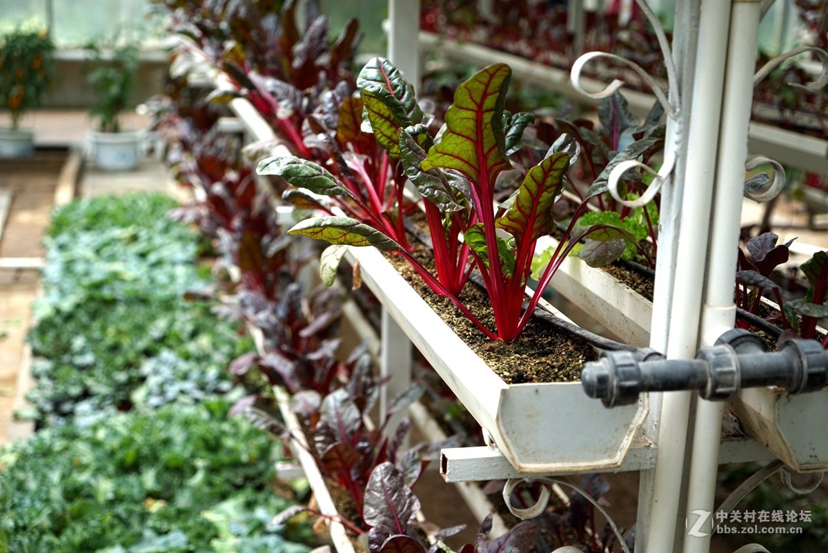 2016寿光蔬菜博览会