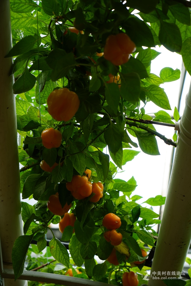 2016寿光蔬菜博览会