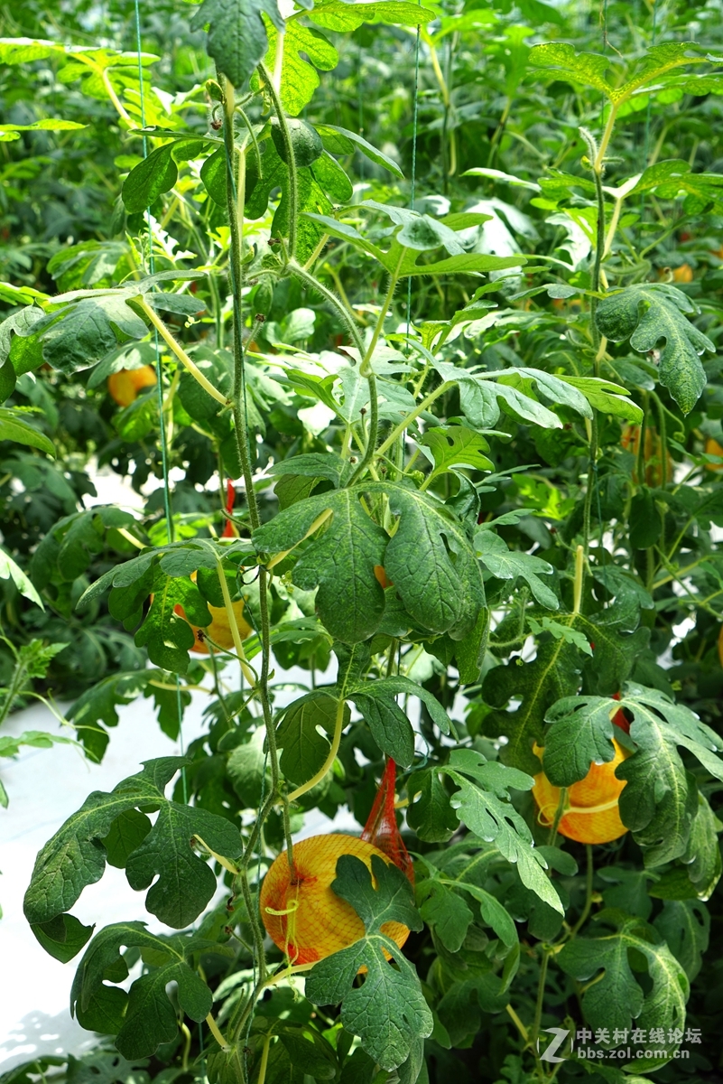 2016寿光蔬菜博览会