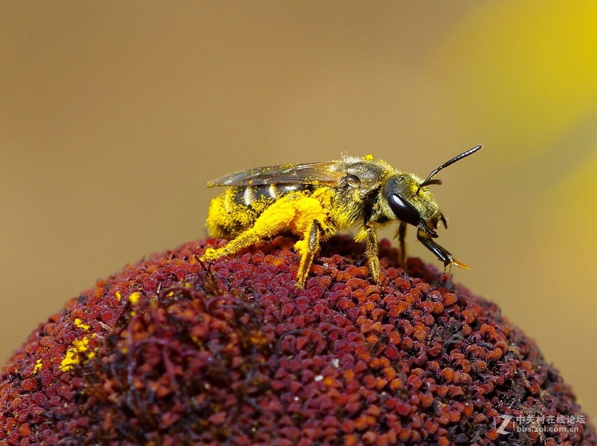 随拍昆虫【微距】