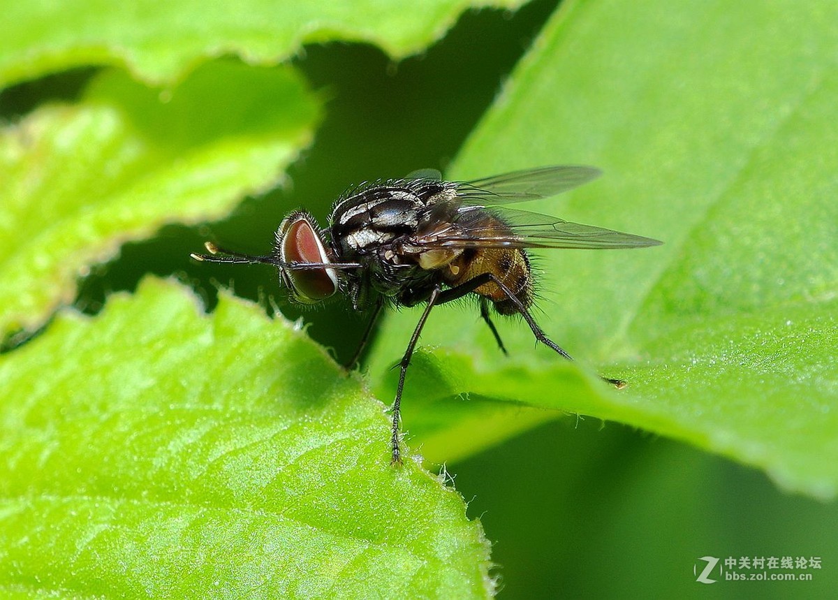 随拍昆虫【微距】