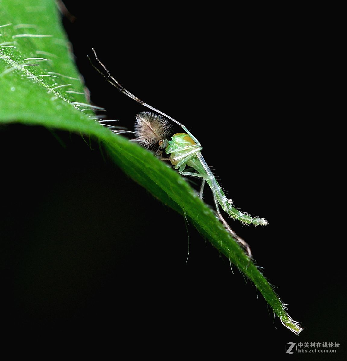 随拍昆虫【微距】