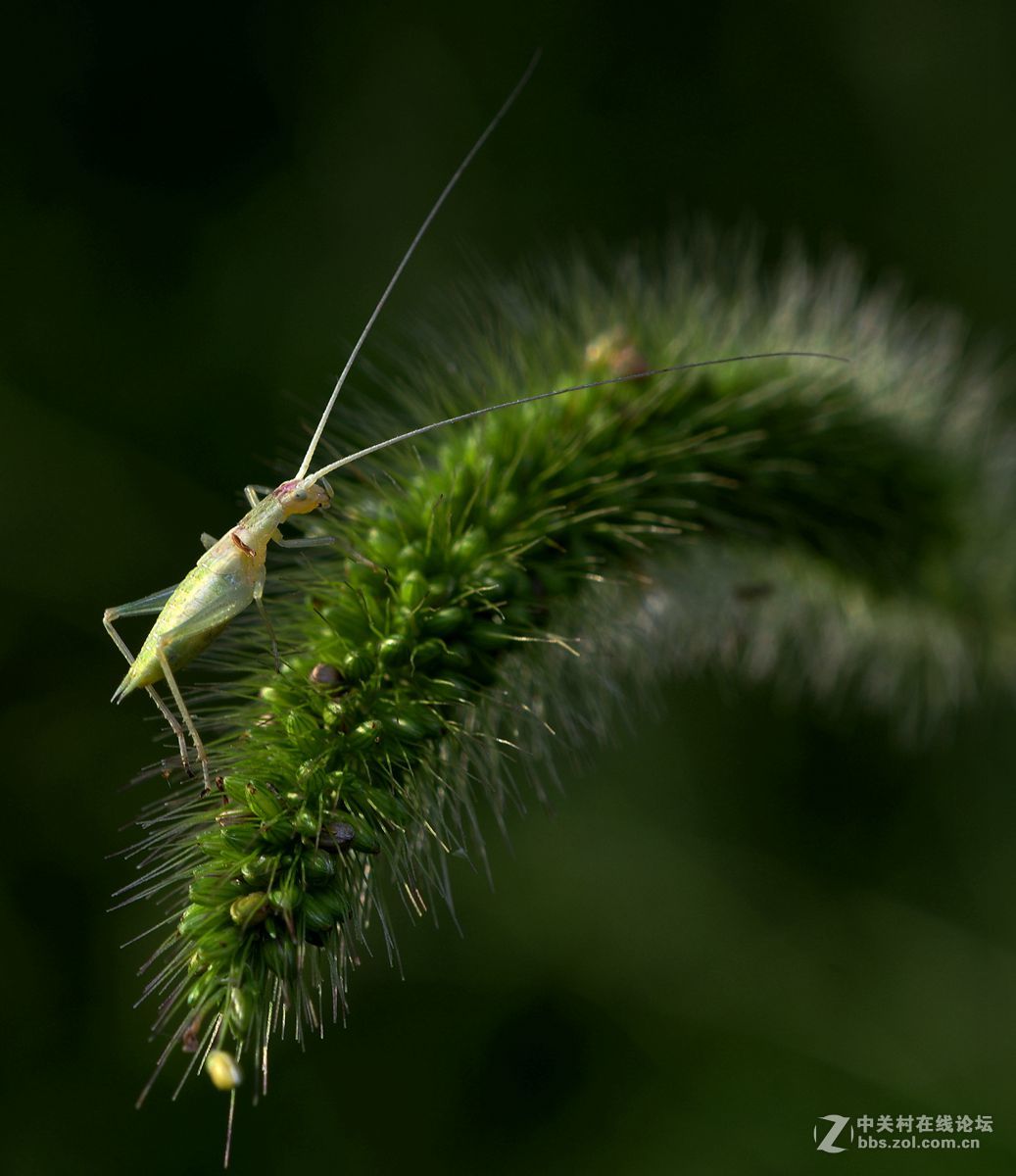 随拍昆虫【微距】