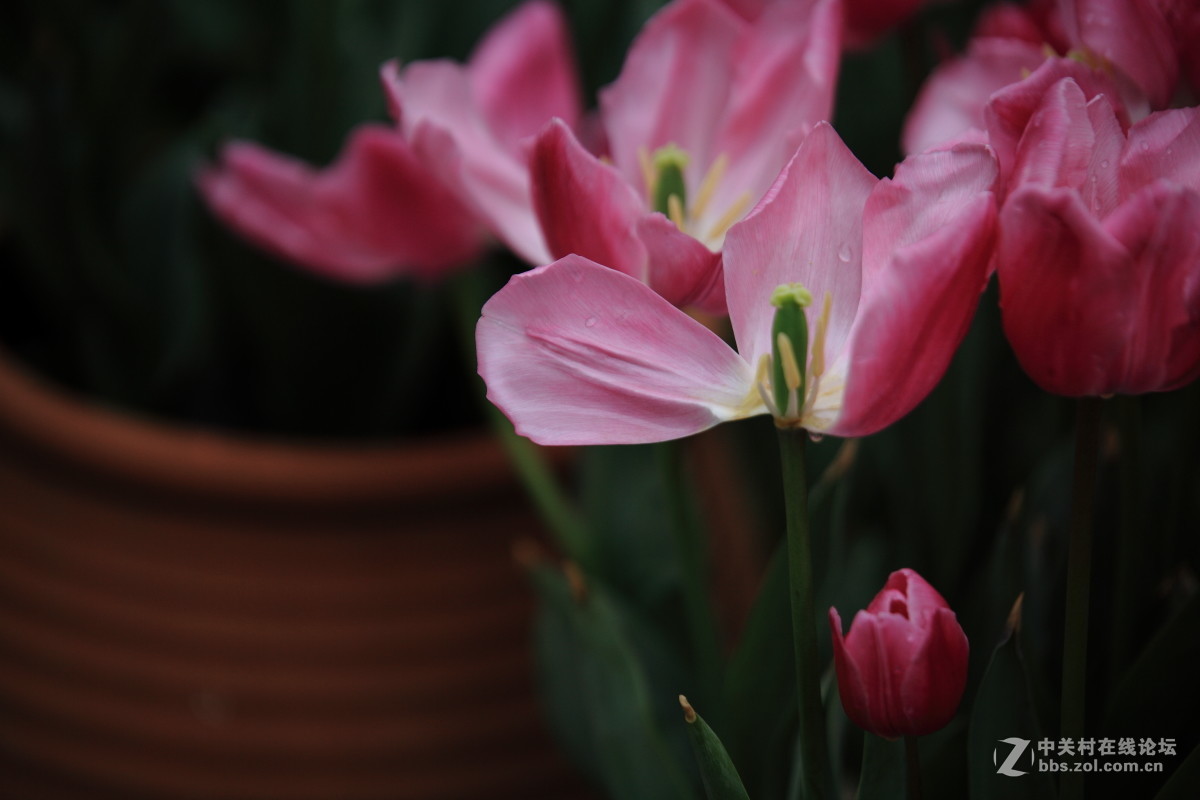 西京才子旁看取，何似乔家那窈娘？