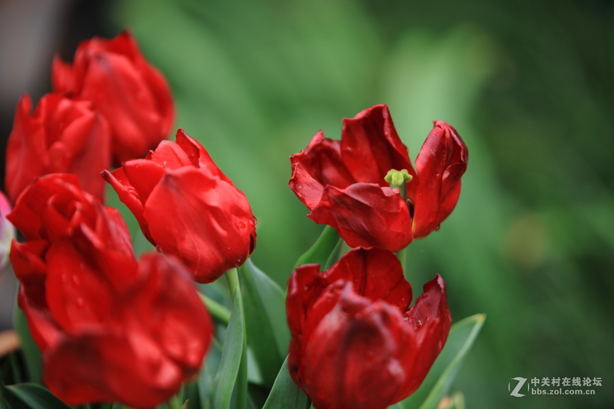西京才子旁看取，何似乔家那窈娘？